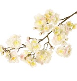 Prunus serrulata (Jap. sierkers) "Full blossom", x51flrs (16L/11M/24S) & 19bud, 91cm