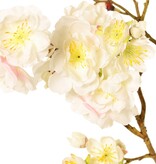 Prunus serrulata (Jap. Blütenkirsche) "Full blossom", x51flrs (16L/11M/24S) & 19bud, 91cm