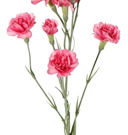 Anjer (Dianthus) 4x vertakt met 7 bloemen (Ø 5cm/ Ø 2 cm) & 1 knop, 63 cm