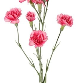 Carnation (Dianthus) 4-fold branched with 7 flowers (Ø 5cm/ Ø 2 cm) & 1 bud, 63 cm