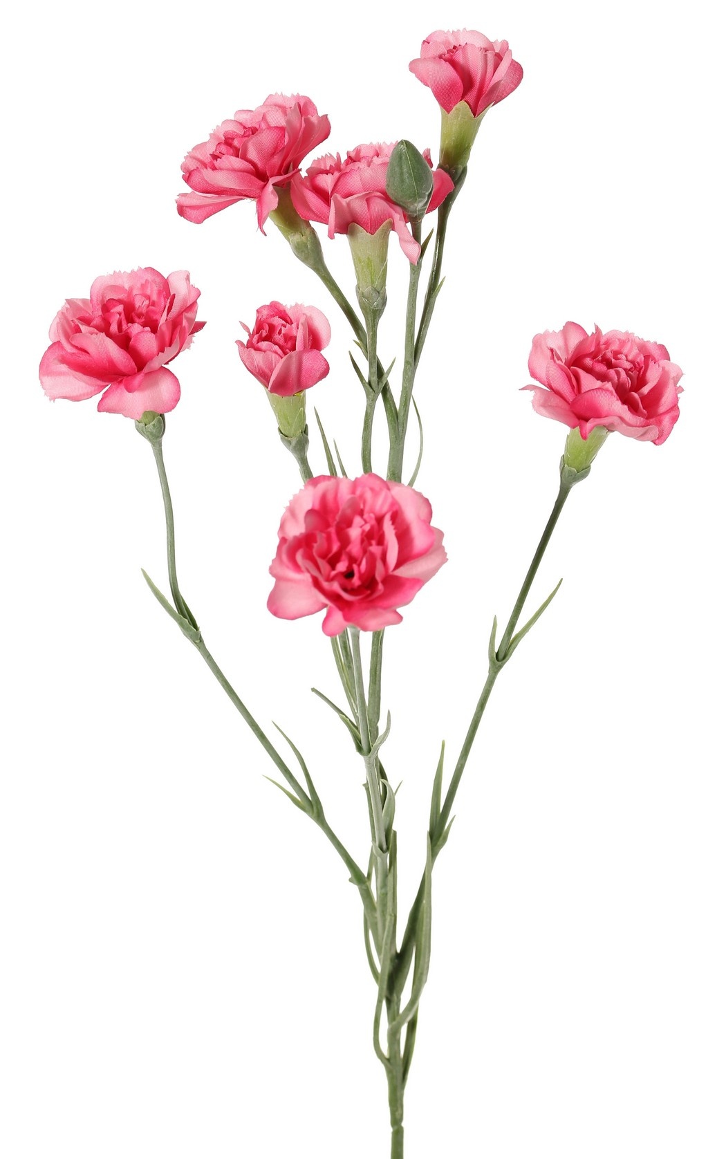 Carnation (Dianthus) 4-fold branched with 7 flowers (Ø 5cm/ Ø 2 cm) & 1 bud, 63 cm