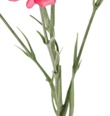 Anjer (Dianthus) 4x vertakt met 7 bloemen (Ø 5cm/ Ø 2 cm) & 1 knop, 63 cm