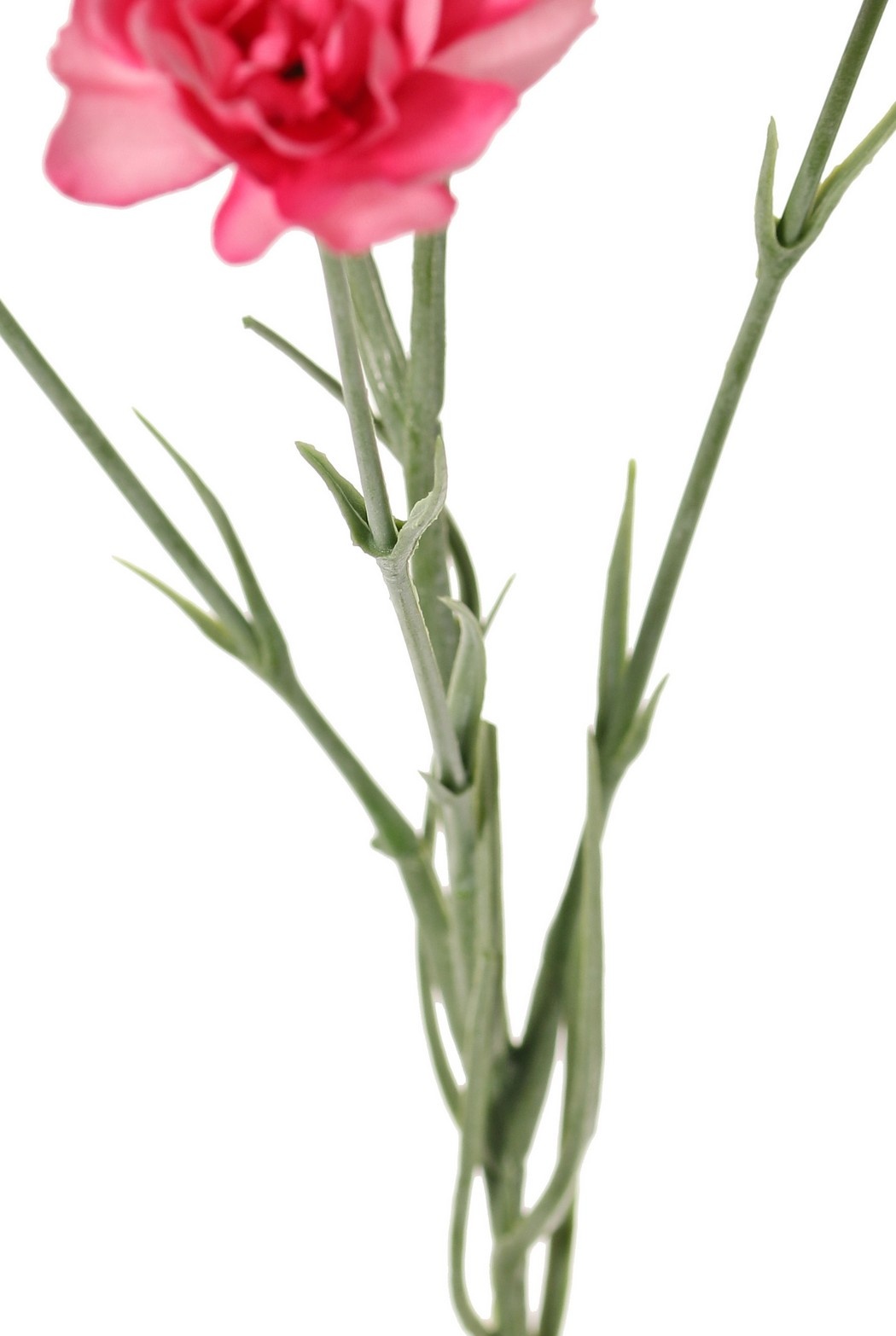 Carnation (Dianthus) 4-fold branched with 7 flowers (Ø 5cm/ Ø 2 cm) & 1 bud, 63 cm