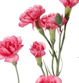 Anjer (Dianthus) 4x vertakt met 7 bloemen (Ø 5cm/ Ø 2 cm) & 1 knop, 63 cm