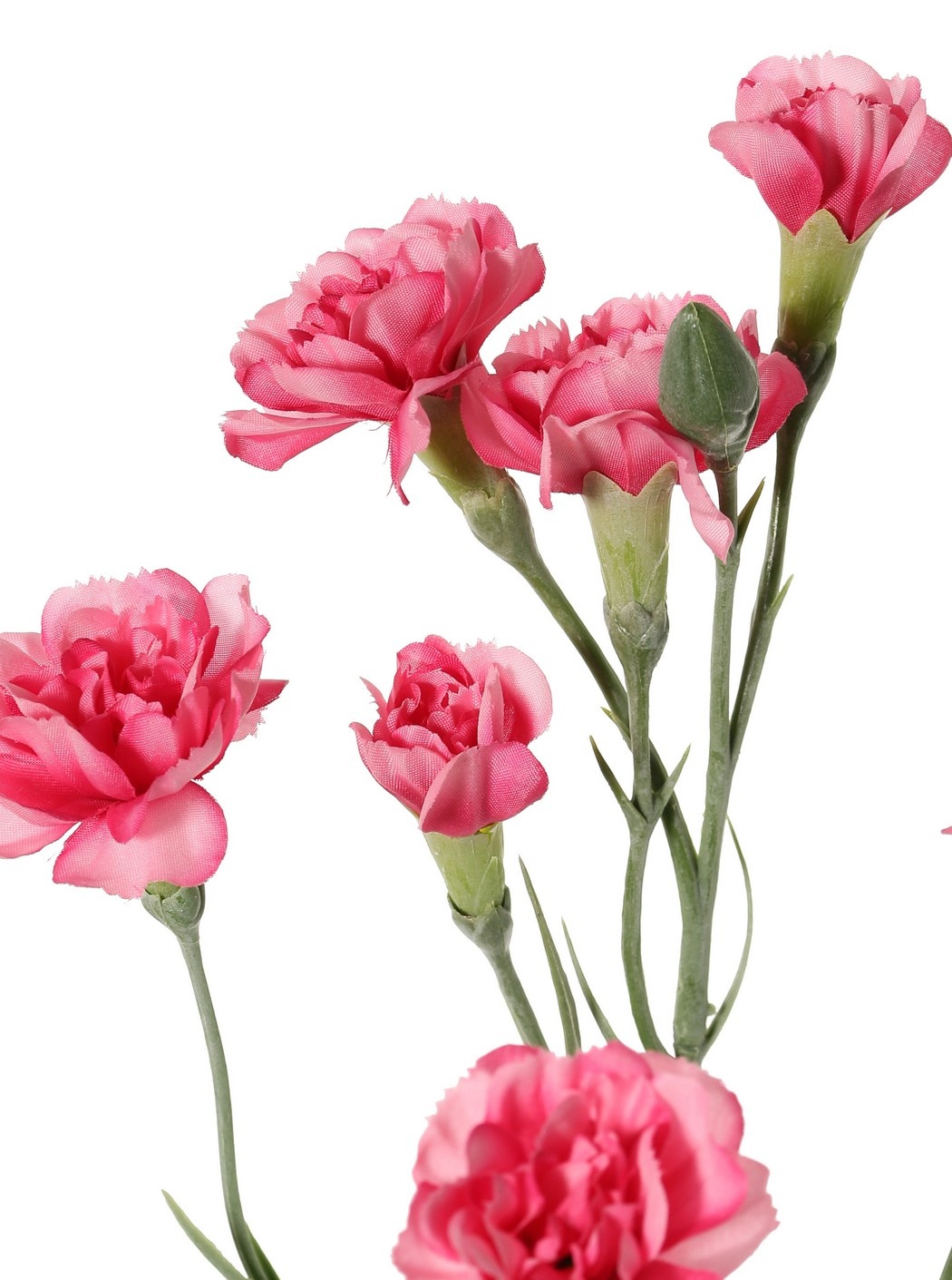 Carnation (Dianthus) 4-fold branched with 7 flowers (Ø 5cm/ Ø 2 cm) & 1 bud, 63 cm