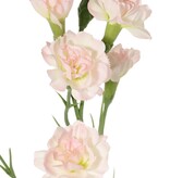 Carnation (Dianthus) 4-fold branched with 7 flowers (Ø 5cm/ Ø 2 cm) & 1 bud, 63 cm