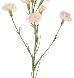 Nelke (Dianthus) 4-fach verzweigt mit 7 Blüten (Ø 5cm/ Ø 2 cm) & 1 Knospe, 63 cm