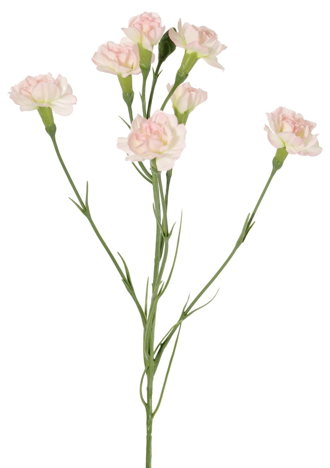 Nelke (Dianthus) 4-fach verzweigt mit 7 Blüten (Ø 5cm/ Ø 2 cm) & 1 Knospe, 63 cm