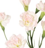 Anjer (Dianthus) 4x vertakt met 7 bloemen (Ø 5cm/ Ø 2 cm) & 1 knop, 63 cm