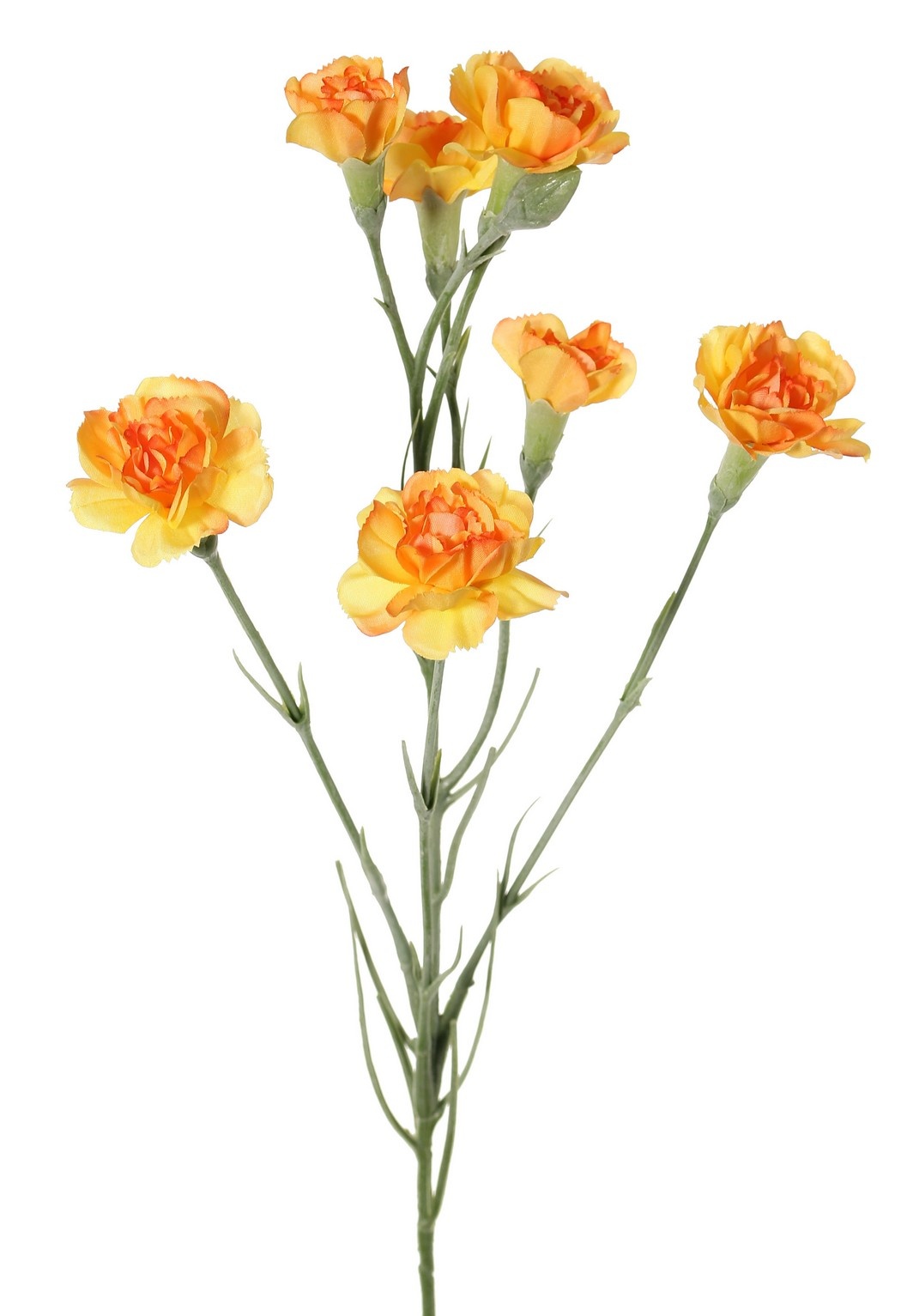 Clavel (Dianthus) 4 veces ramificado con 7 flores (Ø 5 cm/ Ø 2 cm) y 1 capullo, 63 cm