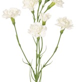 Clavel (Dianthus) 4 veces ramificado con 7 flores (Ø 5 cm/ Ø 2 cm) y 1 capullo, 63 cm