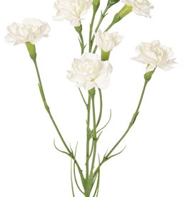 Nelke (Dianthus) 4-fach verzweigt mit 7 Blüten (Ø 5cm/ Ø 2 cm) & 1 Knospe, 63 cm