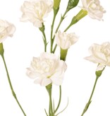 Nelke (Dianthus) 4-fach verzweigt mit 7 Blüten (Ø 5cm/ Ø 2 cm) & 1 Knospe, 63 cm