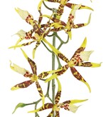 Spiderorchidee (Brassia) met 9 bloemen (Ø 13 cm) & 2 plastic knoppen, 93 cm