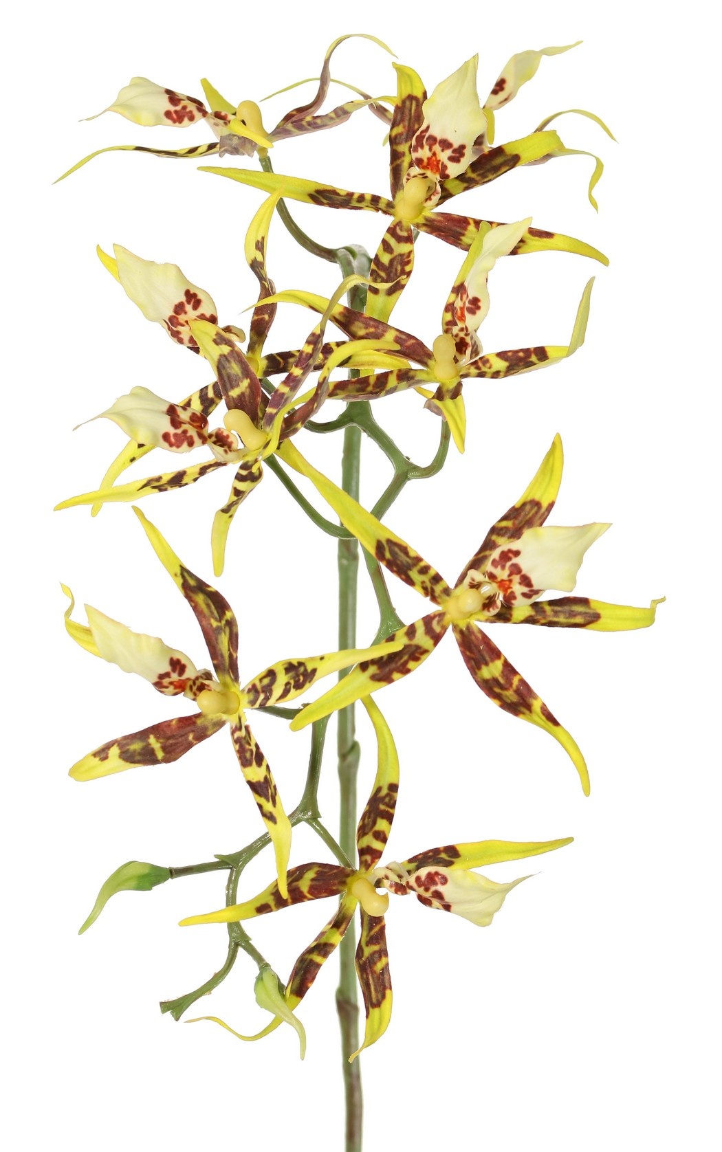 Orquídea araña (Brassia) con 9 flores (Ø 13 cm) y 2 capullos de plástico, 93 cm