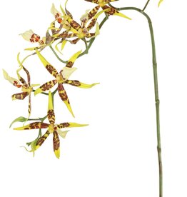 Spiderorchidee (Brassia) met 9 bloemen (Ø 13 cm) & 2 plastic knoppen, 93 cm