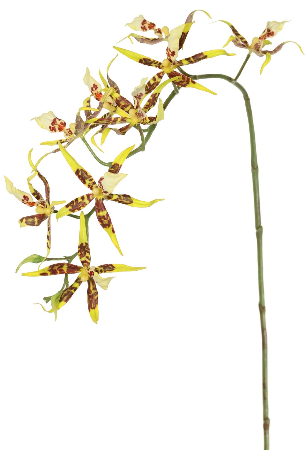 Spiderorchidee (Brassia) met 9 bloemen (Ø 13 cm) & 2 plastic knoppen, 93 cm