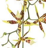 Orquídea araña (Brassia) con 9 flores (Ø 13 cm) y 2 capullos de plástico, 93 cm