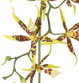 Spiderorchidee (Brassia) met 9 bloemen (Ø 13 cm) & 2 plastic knoppen, 93 cm