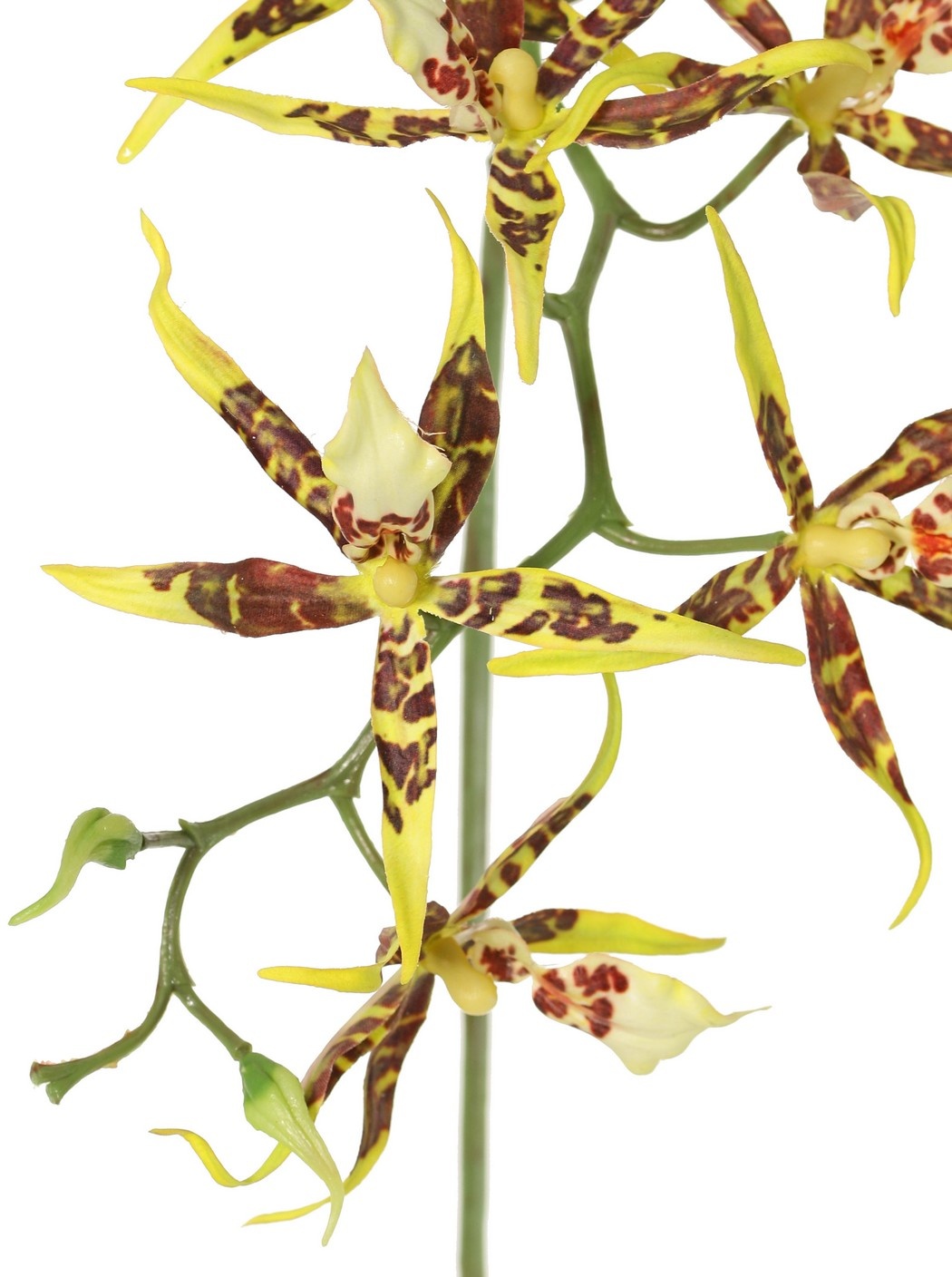 Spiderorchidee (Brassia) met 9 bloemen (Ø 13 cm) & 2 plastic knoppen, 93 cm