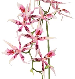 Spiderorchidee (Brassia) met 9 bloemen (Ø 13 cm) & 2 plastic knoppen, 93 cm