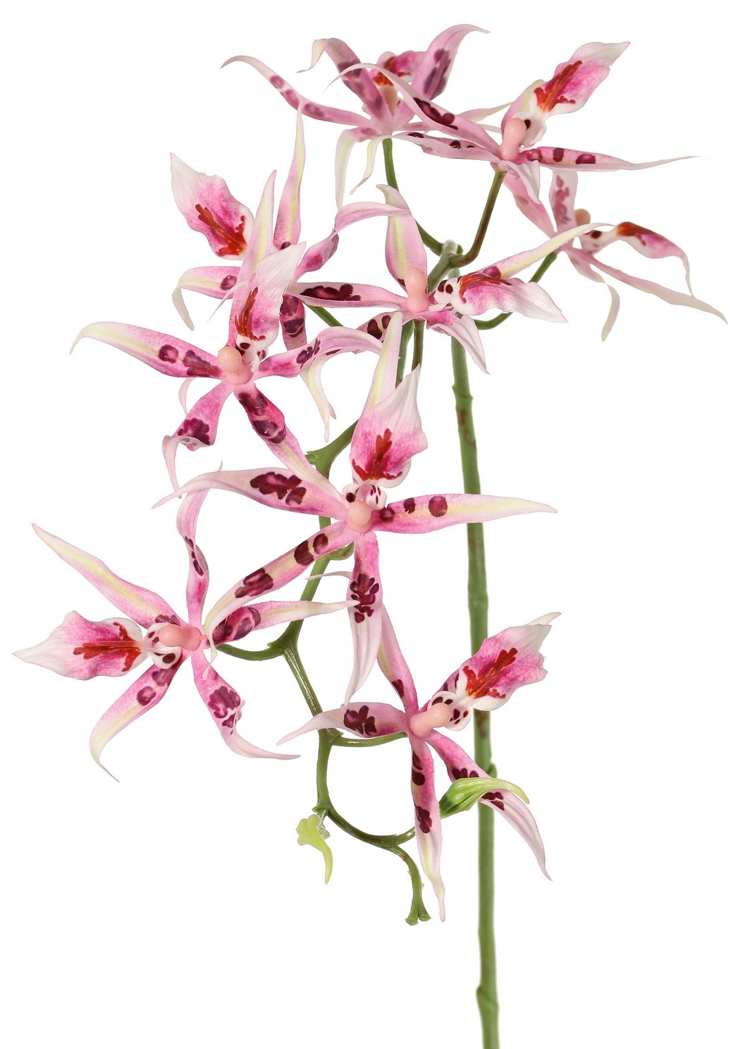 Spiderorchidee (Brassia) met 9 bloemen (Ø 13 cm) & 2 plastic knoppen, 93 cm