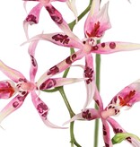 Spiderorchidee (Brassia) met 9 bloemen (Ø 13 cm) & 2 plastic knoppen, 93 cm