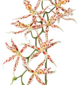 Spiderorchidee (Brassia) met 9 bloemen (Ø 13 cm) & 2 plastic knoppen, 93 cm