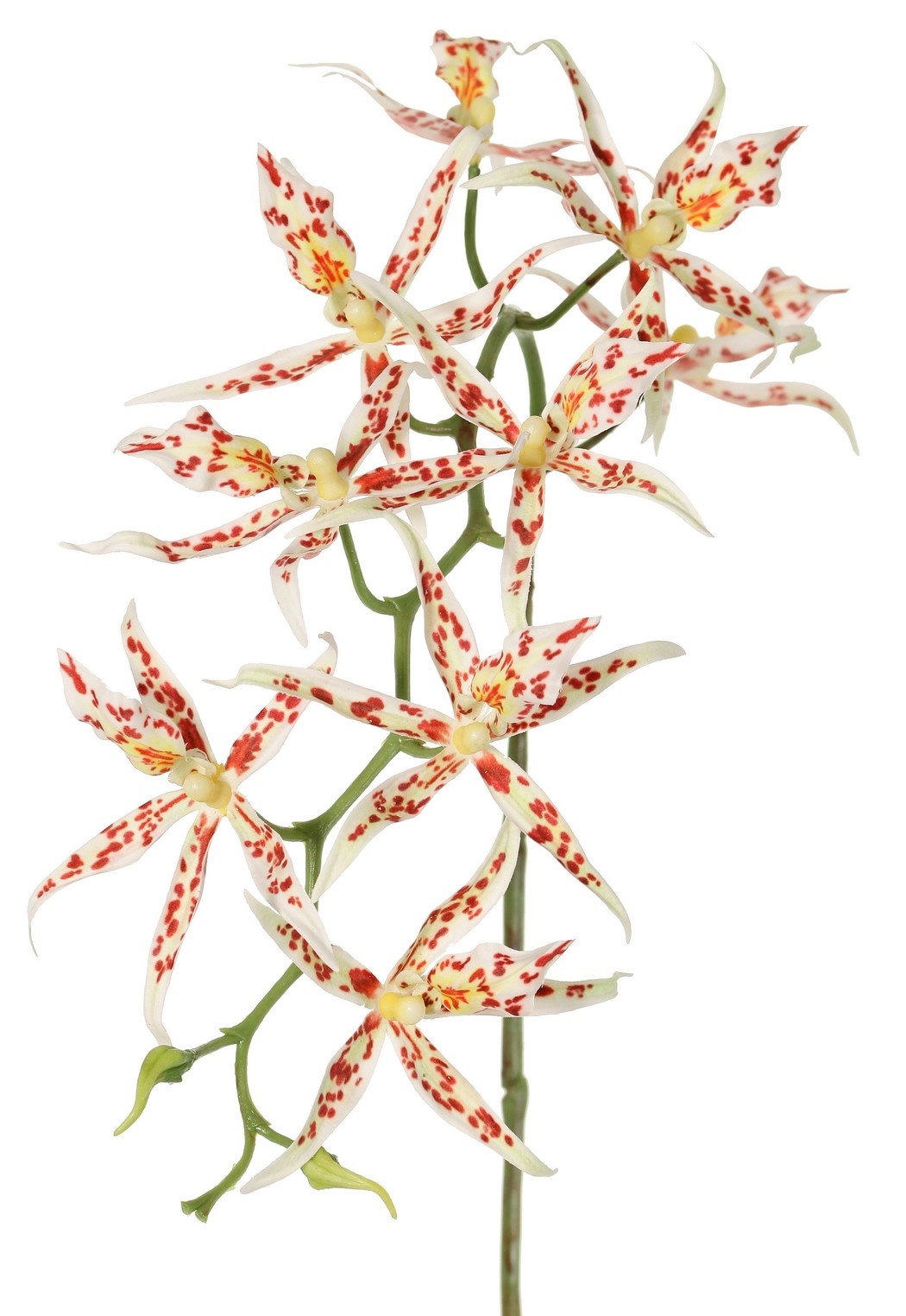 Spiderorchidee (Brassia) met 9 bloemen (Ø 13 cm) & 2 plastic knoppen, 93 cm