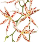 Orquídea araña (Brassia) con 9 flores (Ø 13 cm) y 2 capullos de plástico, 93 cm