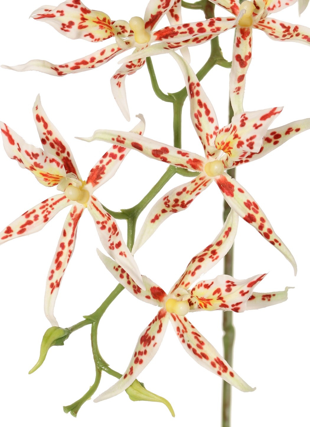 Spiderorchidee (Brassia) met 9 bloemen (Ø 13 cm) & 2 plastic knoppen, 93 cm