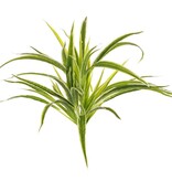 Chlorophytum (Grünlilie), 4 Verzweigungen, H. 30 cm, Ø 35 cm