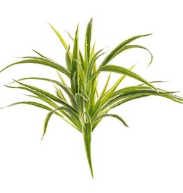 Chlorophytum (spider plant, St. Bernard's lily) without clusters, h. 30 cm, Ø 35 cm