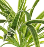 Chlorophytum (spider plant, St. Bernard's lily) without clusters, h. 30 cm, Ø 35 cm