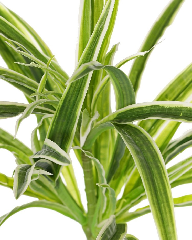 Chlorophytum (spider plant, St. Bernard's lily) without clusters, h. 30 cm, Ø 35 cm