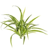 Chlorophytum (Grünlilie), 4 Verzweigungen, H. 30 cm, Ø 35 cm