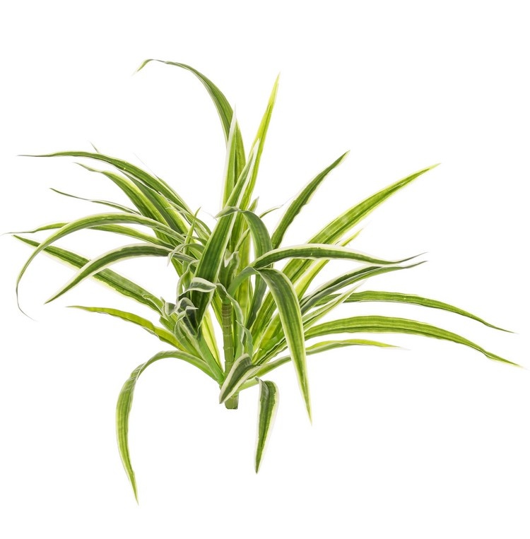 Chlorophytum (Grünlilie), 4 Verzweigungen, H. 30 cm, Ø 35 cm