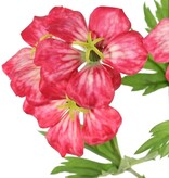 Geranium (Ooievaarsbek) 'Garden Art' met 9 bloemen (ca. Ø 6 cm) en 4 bladsets (20 stuks), 70 cm