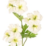 Geranie (Storchenschnabel) 'Garden Art' mit 9 Blüten (ca. Ø 6 cm) und 4 Blattsätzen (20 Stück), 70 cm