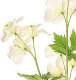 Geranium (Ooievaarsbek) 'Garden Art' met 9 bloemen (ca. Ø 6 cm) en 4 bladsets (20 stuks), 70 cm