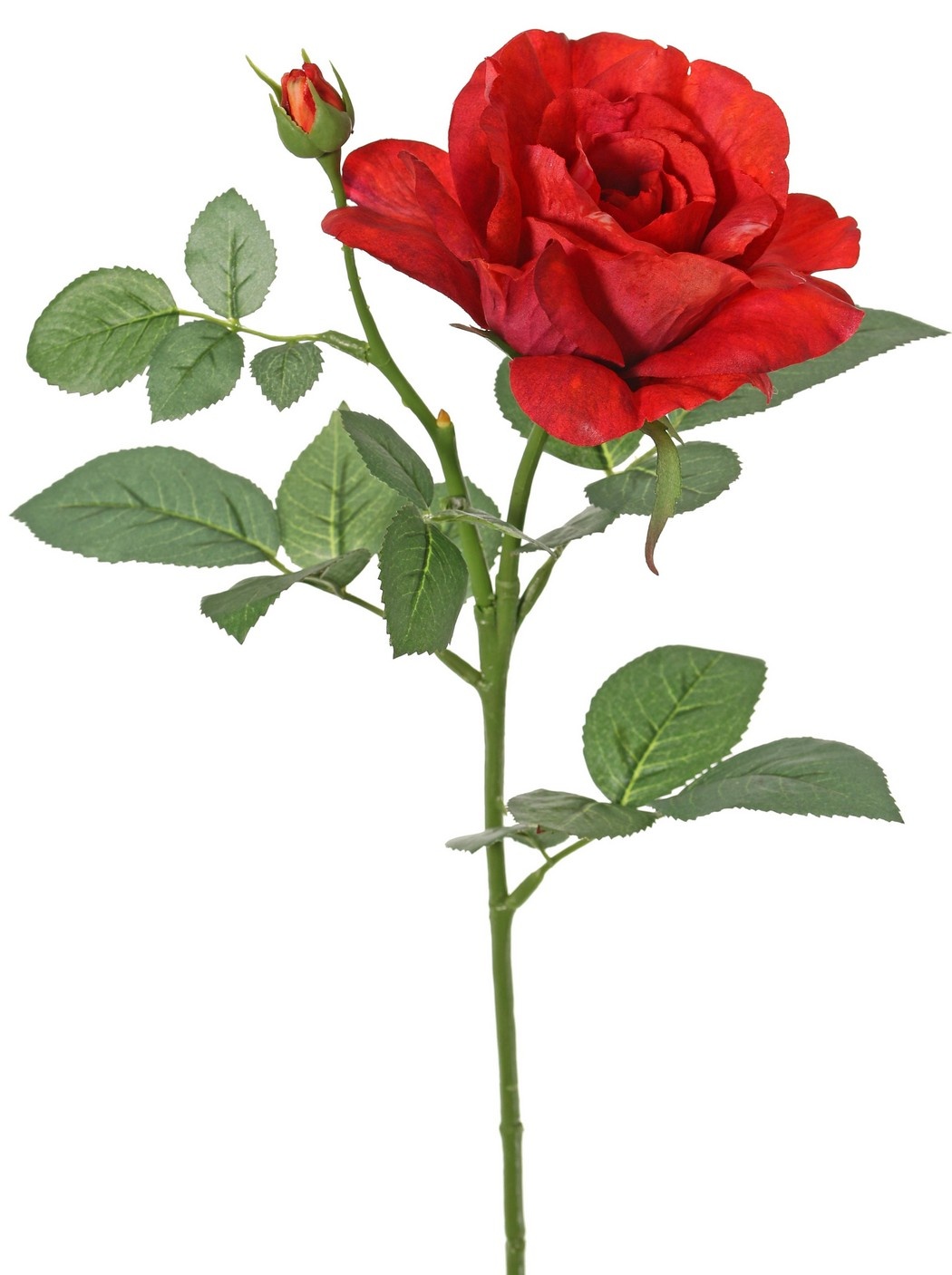 Rosa 'Garden Art' con 1 flor Ø 11 cm, 1 capullo Ø 2 cm y 20 hojas, 65 cm