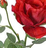 Rosa 'Garden Art' con 1 flor Ø 11 cm, 1 capullo Ø 2 cm y 20 hojas, 65 cm