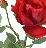Rose 'Garden Art' with 1 flower Ø 11 cm, 1 bud Ø 2 cm & 20 leaves, 65 cm