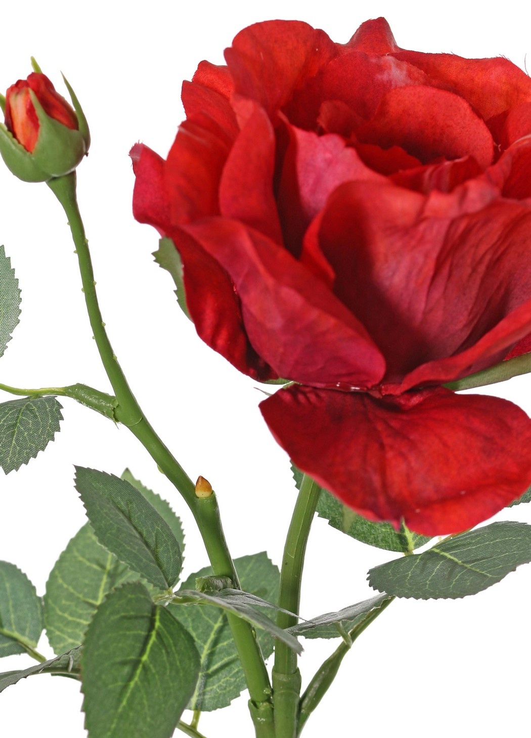 Rosa 'Garden Art' con 1 flor Ø 11 cm, 1 capullo Ø 2 cm y 20 hojas, 65 cm