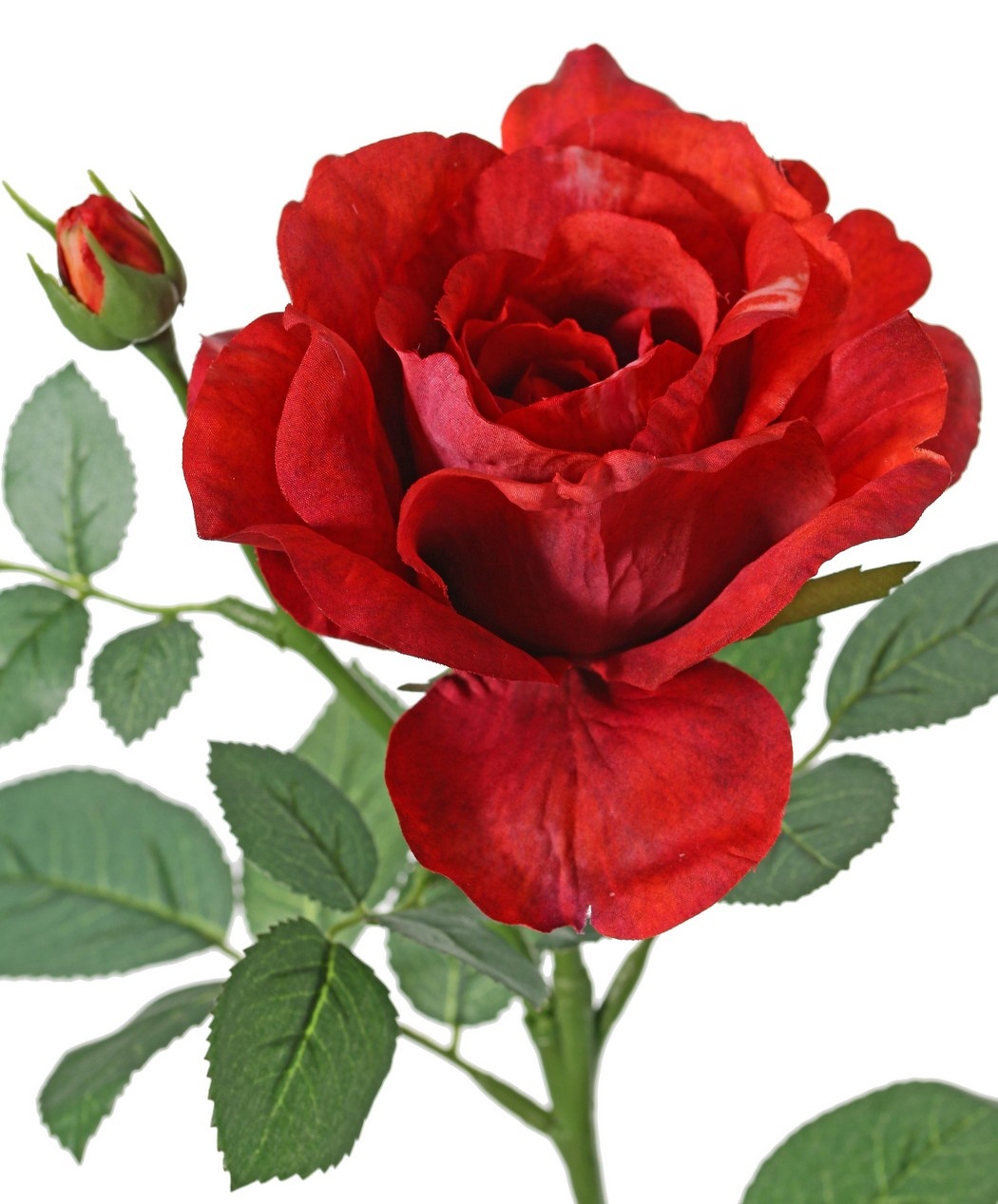 Rosa 'Garden Art' con 1 flor Ø 11 cm, 1 capullo Ø 2 cm y 20 hojas, 65 cm