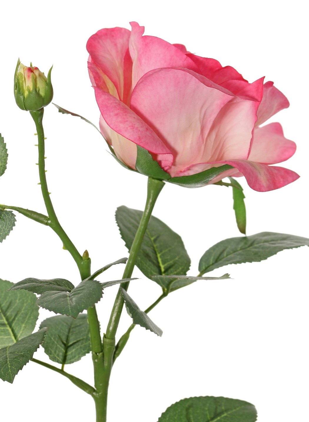 Rose 'Garden Art' with 1 flower Ø 11 cm, 1 bud Ø 2 cm & 20 leaves, 65 cm