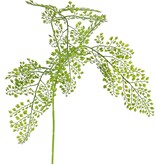 Venushaarzweig (Adianthum) groß, 3-fach verzweigt, 3 zusammengesetzte PE-Blätter (822 Blätter), 90 cm