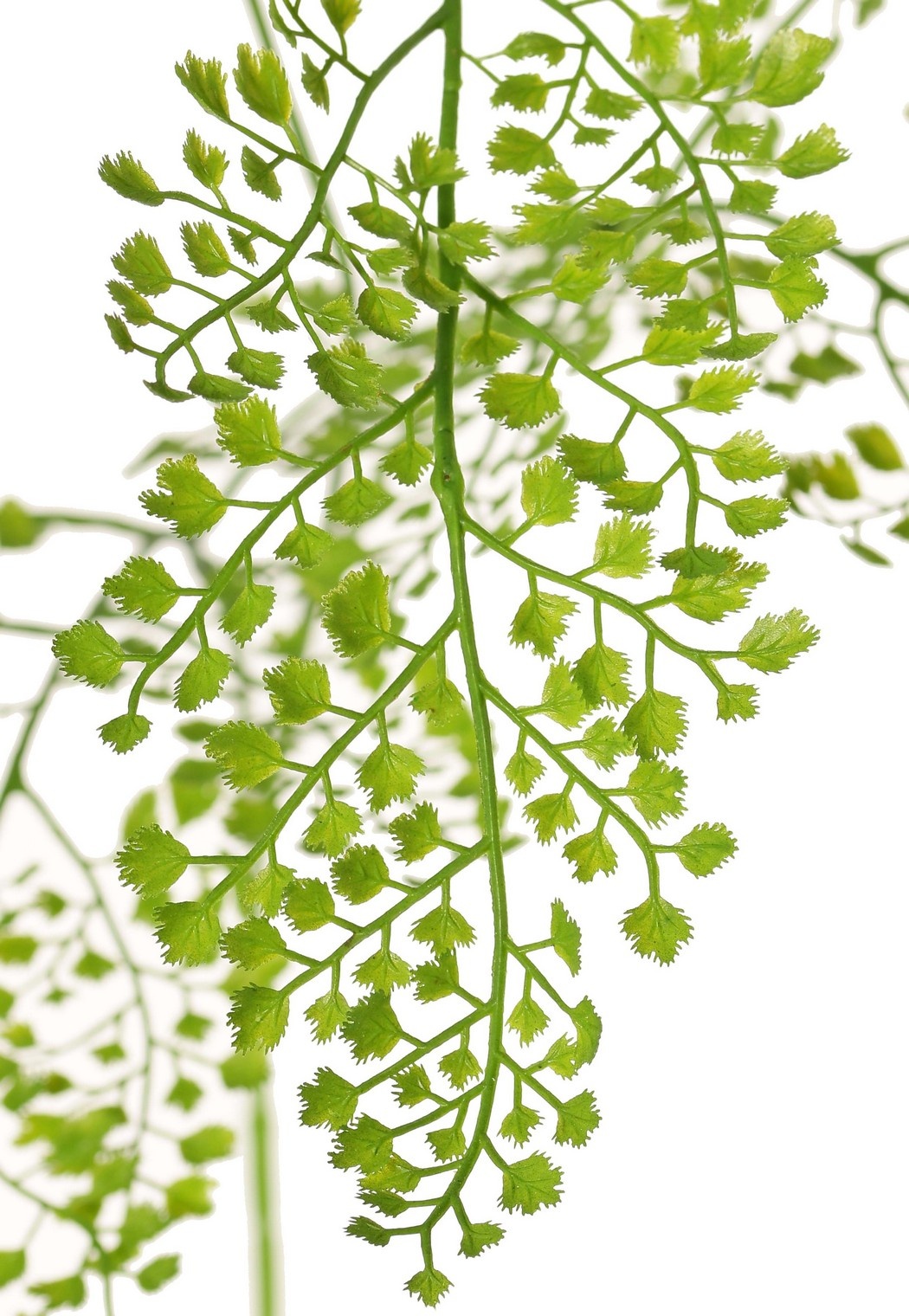 Rama de pelo de Venus (Adianthum) grande, triplemente ramificada, 3 hojas compuestas de PE (822 hojas), 90 cm