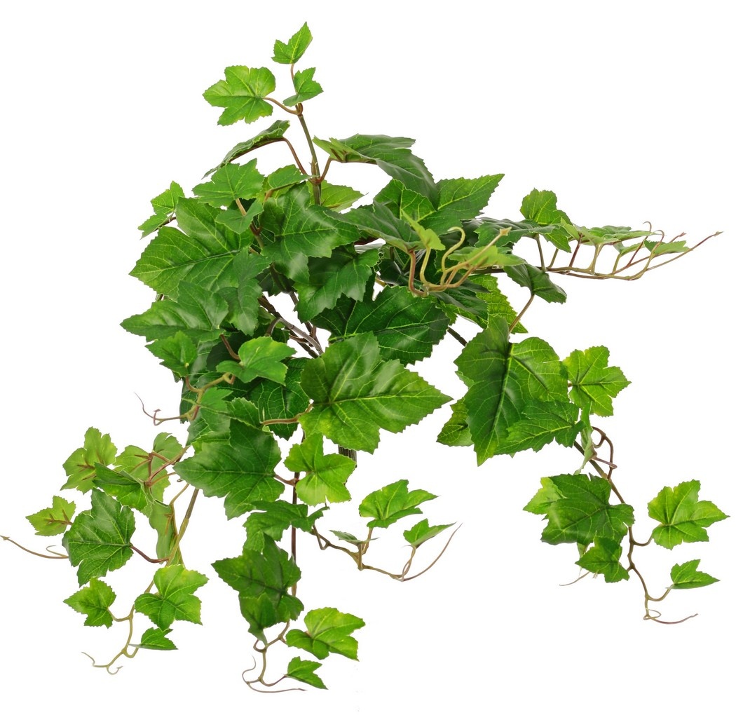 Planta de hoja de vid (Vitis) 'mediana', 9 x ramas con 10 brotes y 30 hojas, 48 cm, RECICLADA