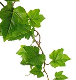 Planta de hoja de vid (Vitis) 'mediana', 9 x ramas con 10 brotes y 30 hojas, 48 cm, RECICLADA